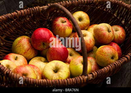 Affichage des pommes récoltées, Malus domestica 'Worcester Pearmain' à Painswick Rococo Garden dans les Cotswolds, Royaume-Uni Banque D'Images