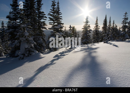 Le Canada, la Colombie-Britannique, Smithers. Enneigé des épinettes, projetant une ombre sur la neige au soleil. Banque D'Images