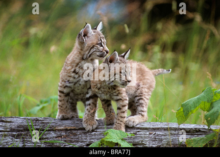 Deux jeunes sur le lynx roux Lynx rufus JOURNAL Banque D'Images