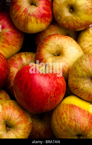 Affichage des pommes récoltées, Malus domestica 'Worcester Pearmain' à Painswick Rococo Garden dans les Cotswolds, Royaume-Uni Banque D'Images