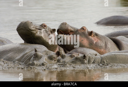 Groupe d'hippopotames dans l'eau PARC NATIONAL DE SERENGETI TANZANIE AFRIQUE Banque D'Images