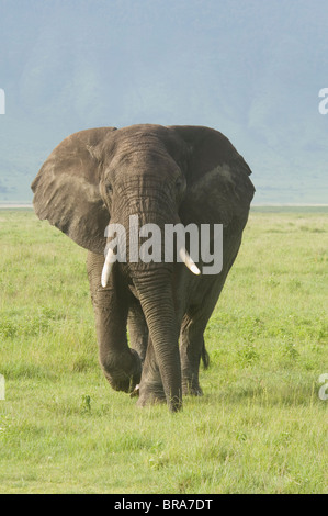 Balades en éléphant mâle PLAINES D'Ngorongoro Crater TANZANIE Afrique Loxodonta Africana Banque D'Images