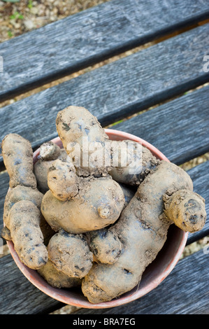 Les pommes de terre récoltées, Solanum tuberosum Vitelotte', sur 'affichage à Painswick Rococo Garden dans les Cotswolds, Royaume-Uni Banque D'Images