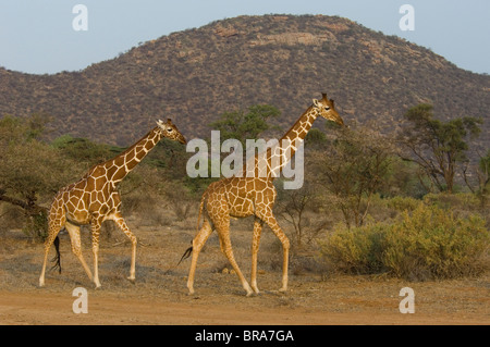 Deux GIRAFES RÉTICULÉE AFRIQUE KENYA SAMBURU NATIONAL RESERVE Banque D'Images