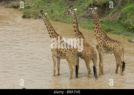 Trois GIRAFES DEBOUT DANS L'EAU DE LA RIVIÈRE DE LA RÉSERVE NATIONALE DE Masai Mara au Kenya Afrique Banque D'Images