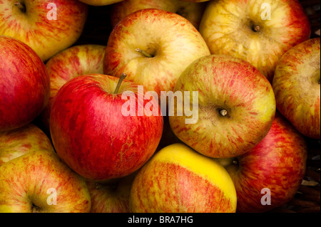 Affichage des pommes récoltées, Malus domestica 'Worcester Pearmain' à Painswick Rococo Garden dans les Cotswolds, Royaume-Uni Banque D'Images