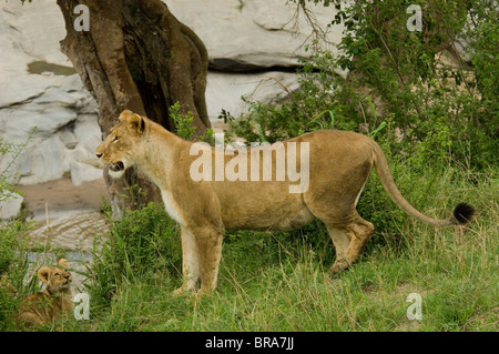 Mère LIONNE DEBOUT SUR COLLINE AVEC LION CUB CI-DESSOUS JUSQU'À LA RÉSERVE NATIONALE DE Masai Mara au Kenya Afrique Banque D'Images