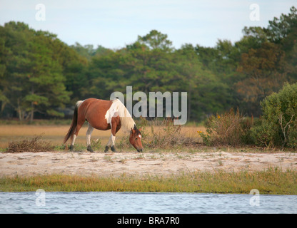 Un poney sauvage de la Virginia troupeau à Assateague pâturage Parc National près de bord de l'eau Banque D'Images