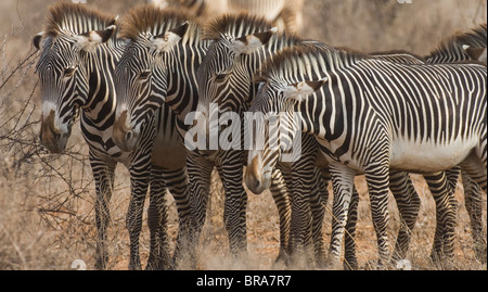 Quatre ZÈBRES IN AFRIQUE KENYA SAMBURU NATIONAL RESERVE Banque D'Images