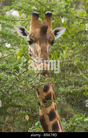 CLOSE-UP HEAD GIRAFE ROTHSCHILD branche épineuse de l'alimentation PARC NATIONAL DU LAC NAKURU KENYA AFRIQUE Banque D'Images