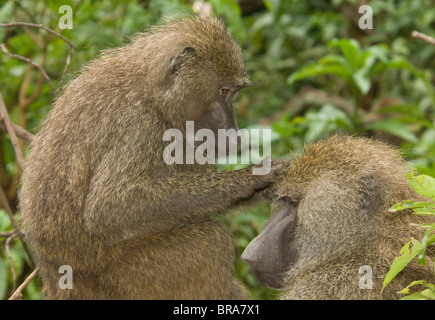 Deux BABOUINS GROOMING MUTUELLEMENT DANS LE PARC NATIONAL DU LAC MANYARA TREE AFRIQUE TANZANIE Banque D'Images