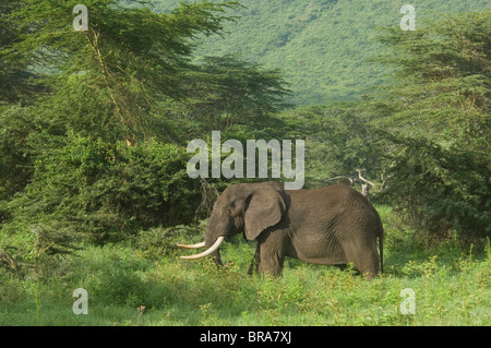 BULL ELEPHANT EN FORÊT Ngorongoro Crater TANZANIE AFRIQUE Banque D'Images