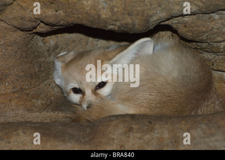 FENNEC FOX de se cacher dans un terrier SUD Banque D'Images
