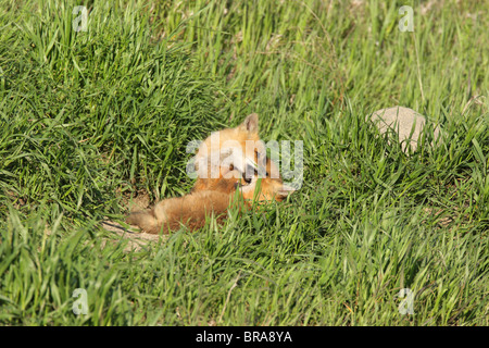 Le Renard roux Vulpes vulpes deux oursons jouant et le matériel roulant dans l'herbe haute à l'extérieur de leur tanière Banque D'Images