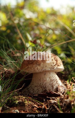 Boletus edulis / / champignons porcini penny bun/ Steinpilz 04 Banque D'Images