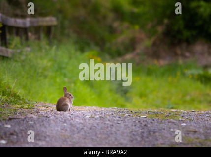 Un lapin sauvage assis sur le bord d'une voie de pays en profil. Banque D'Images