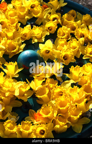 Jonquilles printemps réunis par les enfants dans un parc Montrose Ecosse UK Banque D'Images