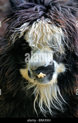 Alpaca (Vicugna pacos / Lama pacos) close up, originaire de l'Amérique du Sud Banque D'Images