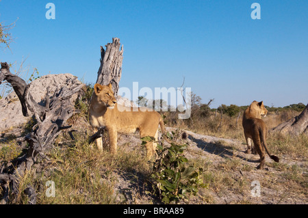 Lioness (Panthera leo), canal Savute, Linyanti, Botswana, Africa Banque D'Images