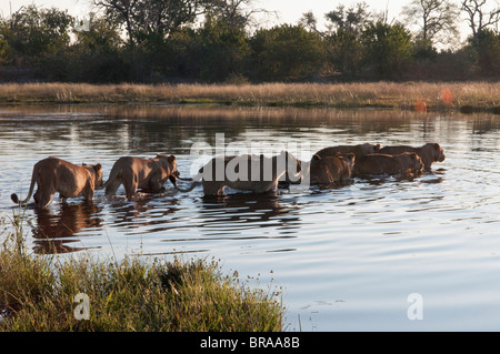La fierté du lion (Panthera leo) traversée Canal Savute, Linyanti, Botswana, Africa Banque D'Images