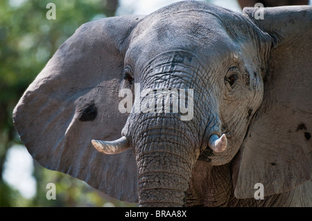 Elephant (Loxodonta africana), canal Savute, Linyanti, Botswana, Africa Banque D'Images