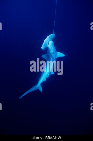 Vivre requin-marteau halicorne {Sphryna} lewini pris sur des engins de pêche, îles Cocos Banque D'Images