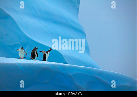 Gentoo pingouin (Pygoscelis papua) Groupe sur l'iceberg, Mikkelsen Harbour, l'Antarctique Banque D'Images