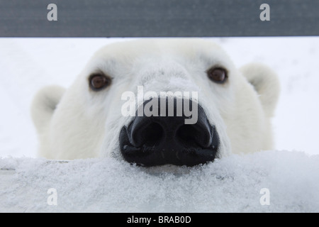 L'ours polaire (Ursus maritimus)} {à renifler les occupants des véhicules de tournage, Churchill, Manitoba, Canada Banque D'Images