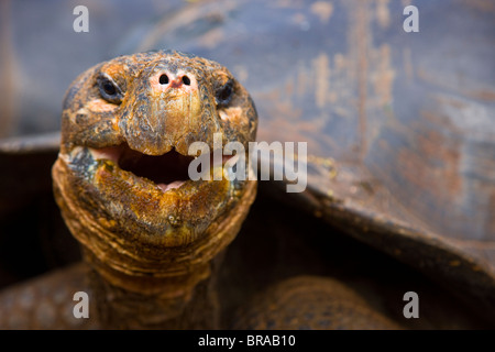 Tortue géante des Galapagos (Geochelone elephantopus} tête portrait, l'île de Santa Cruz, Galapagos, Janvier Banque D'Images