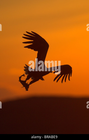 L'aigle de mer à queue blanche (Haliaeetus albicilla) en vol avec un poisson pris dans ses serres, la Norvège. Banque D'Images