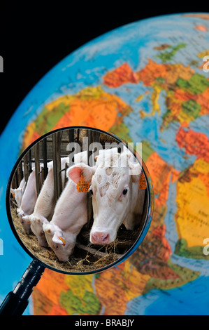 Vaches en étable de l'éleveur de bétail vu à travers une loupe tenu contre allumé globe terrestre Banque D'Images