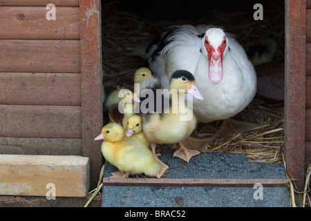 Muscovy Duck et couvain dans la maison Banque D'Images