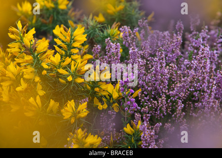 L'ajonc et la bruyère en fleur Kelling Heath Norfolk Banque D'Images