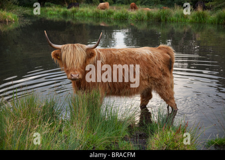 Highland cattle Bos taurus en étang du village à Norfolk commun Hanworth Banque D'Images