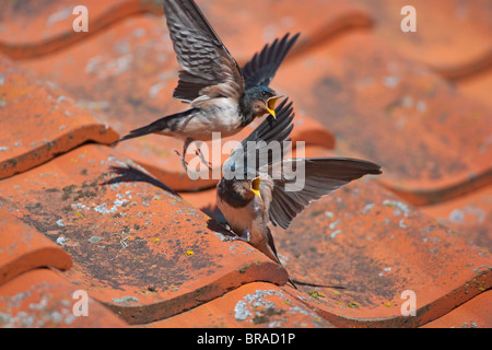 Swallow Hirundo rustica Young le toit de grange Banque D'Images