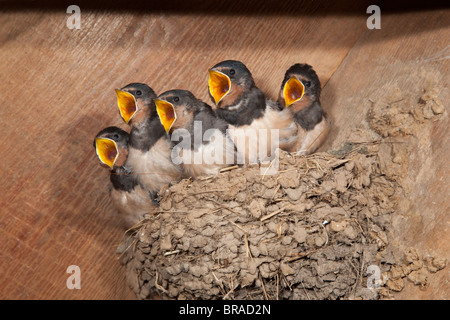 Swallow Hirundo rustica les jeunes dans le nid à environ 14 jours Banque D'Images