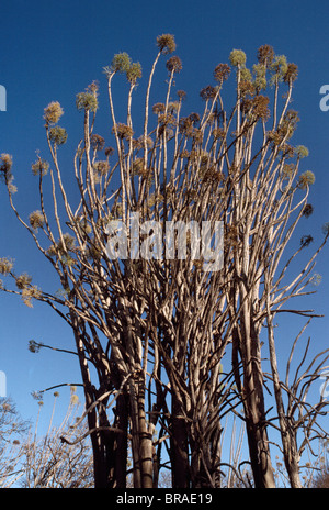 Usine de Didiereaceae (Alluaudiopsis sp.), Forêt épineuse, Hazofotsy, Madagascar, Afrique du Sud Banque D'Images