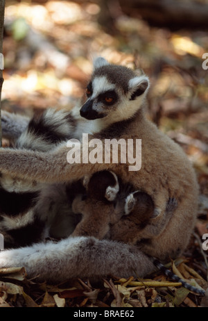 Ring-tailed lémuriens (Lemur catta) mère avec lits bébé, Bryanston, Afrique du Sud Madagascar, Banque D'Images