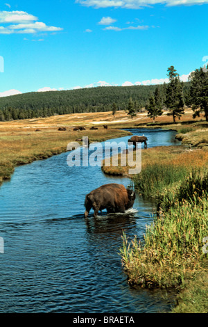 Nez Perce Creek avec le pâturage des bisons dans l'eau au Parc National de Yellowstone dans le Wyoming Banque D'Images