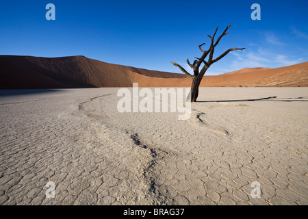 Ligne serpentant dans la terre, Dead Vlei, Sossusvlei, Namib-Naukluft Park, Désert du Namib, Namibie, Afrique Banque D'Images