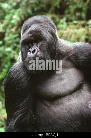 Gorille de montagne mâle dos argenté (Gorilla g. beringei), volcans Virunga, Rwanda, Afrique du Sud Banque D'Images