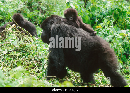 Les gorilles de montagne (Gorilla g. beringei) avec bébé sur le dos, Volcans Virunga, Rwanda, Afrique du Sud Banque D'Images