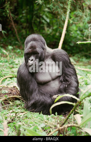 Gorille de montagne mâle dos argenté (Gorilla g. beringei), volcans Virunga, Rwanda, Afrique du Sud Banque D'Images