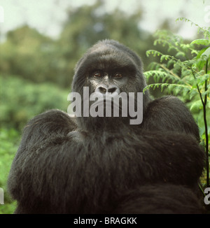 Gorille de montagne mâle dos argenté (Gorilla g. beringei), volcans Virunga, Rwanda, Afrique du Sud Banque D'Images