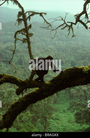 Jeune gorille de montagne (Gorilla beringei. g) sur l'arbre, Volcans Virunga, Rwanda, Afrique du Sud Banque D'Images