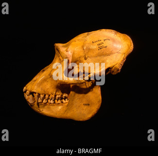 Crâne de gorille de montagne, Museum fur Natuurkunde, Berlin, découvert par le Capitaine Robert von Beringe, Volcans Virunga, Rwanda Banque D'Images