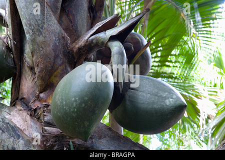 De fruits géant palmier coco de mer dans la réserve naturelle de la Vallée de Mai, quartier Baie Sainte Anne, île de Praslin, Seychelles Banque D'Images