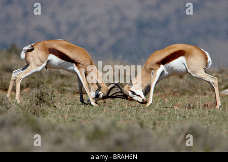 Le Springbok (Antidorcas marsupialis) sparring bucks, Mountain Zebra National Park, Afrique du Sud, l'Afrique Banque D'Images