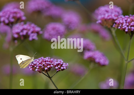 Un petit papillon blanc du chou, Pieris rapae, reposant sur la verveine bonariensis dans un jardin de la faune dans la région de Lincoln, Lincolnshire Banque D'Images