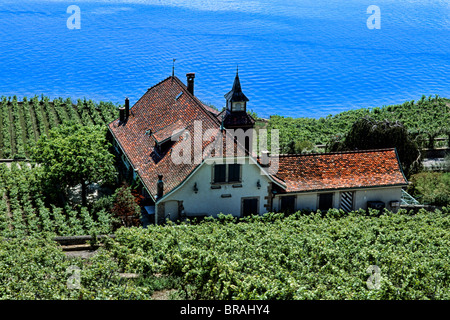 La Suisse Vue aérienne de vignes près de Montreux sur le Lac Léman Suisse Banque D'Images